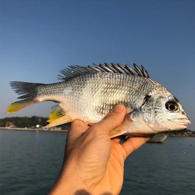 自制海钓黄脚立面饵