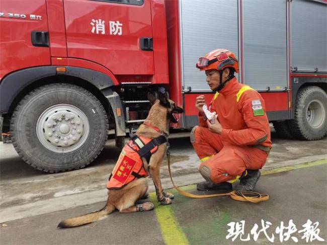 为什么搜救犬一直盯着消防员