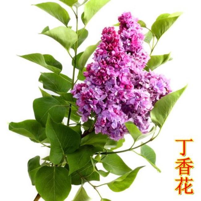 秋天能给丁香花植物修枝吗