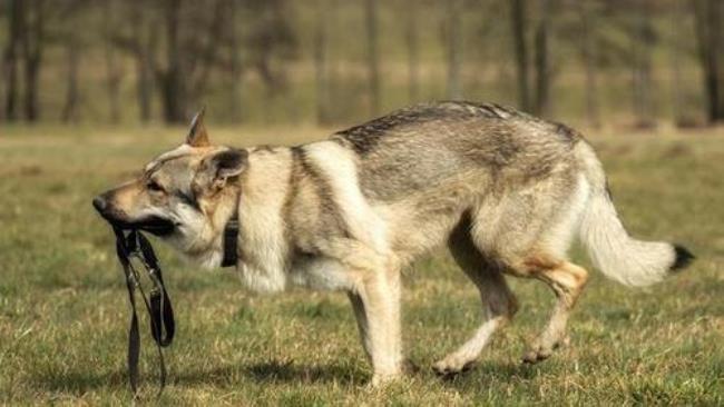 中国有纯血统的捷克狼犬吗