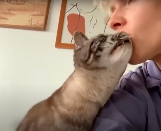 猫咪舔脸是什么意思