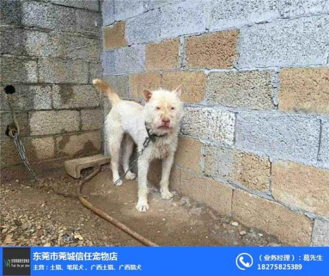 广西笔尾灰犬优缺点