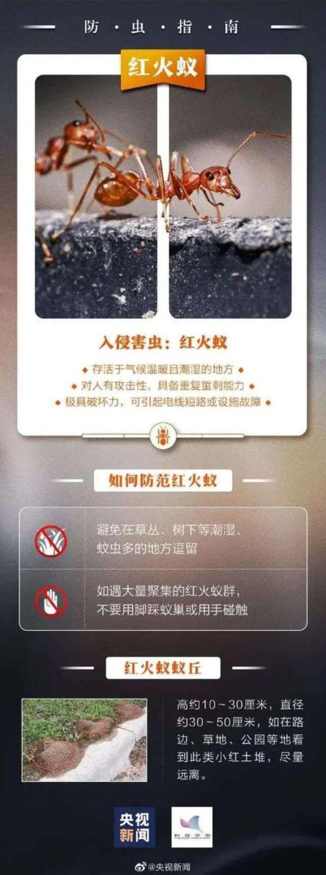 红火蚁北京有吗