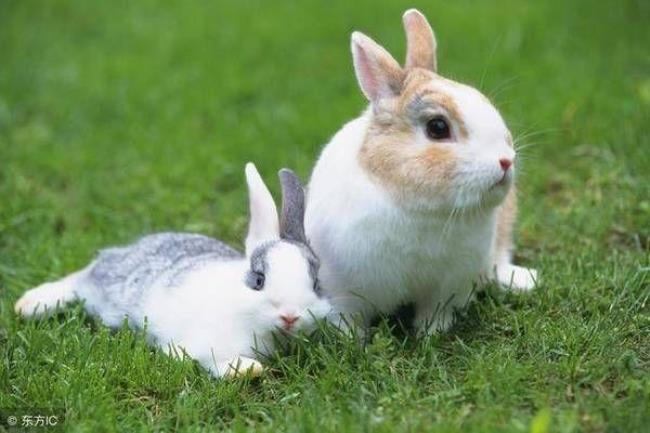 兔子连着下兔行吗尤其是在夏天