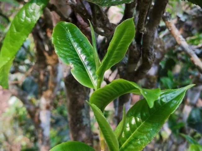 布朗山上的三大甜茶