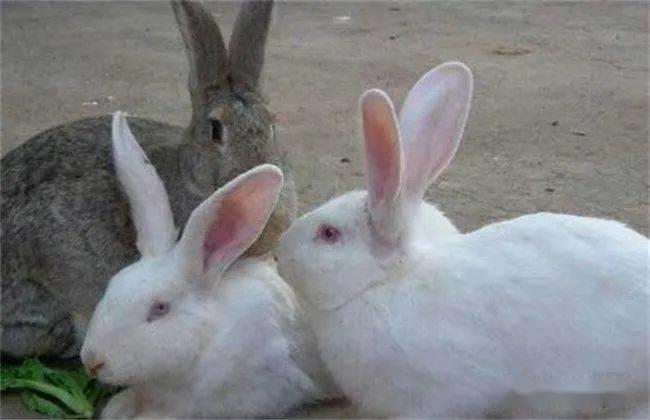 公兔和母兔能一起养吗怎么养