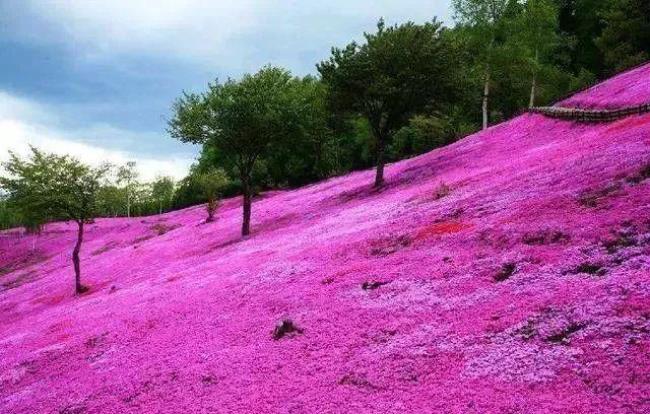 北海道的市花