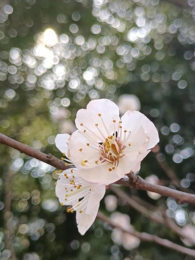 二月花开打一数字