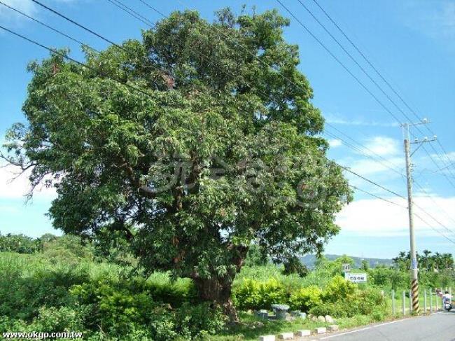 黄色丁香花开花时间