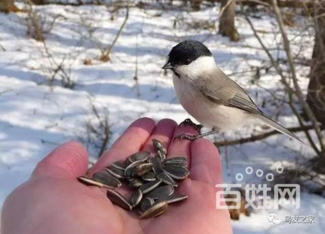 东北红子鸟特点