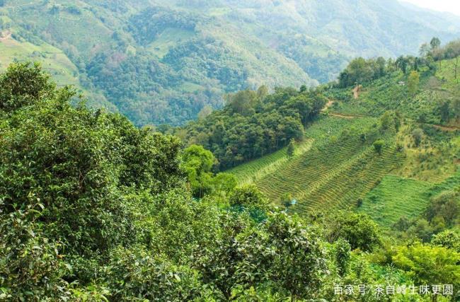 云南普洱五大茶山