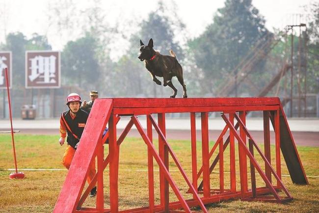 搜救犬为什么这么聪明