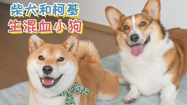 柴犬和柯基哪个好养