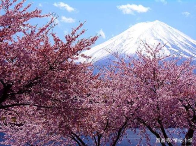 日本官方承认的国花是什么