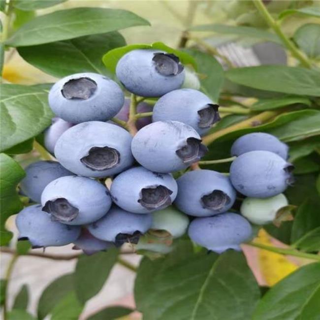 甜心蓝莓好吃吗耐寒吗