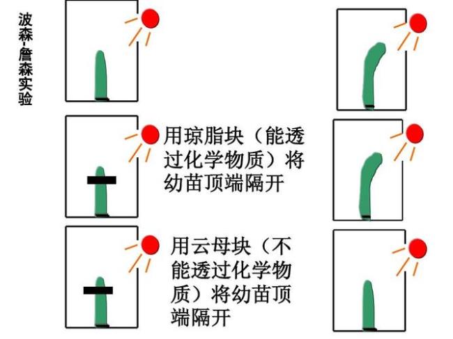 生物书中的琼脂块是什么