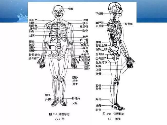 解剖学基础知识是什么