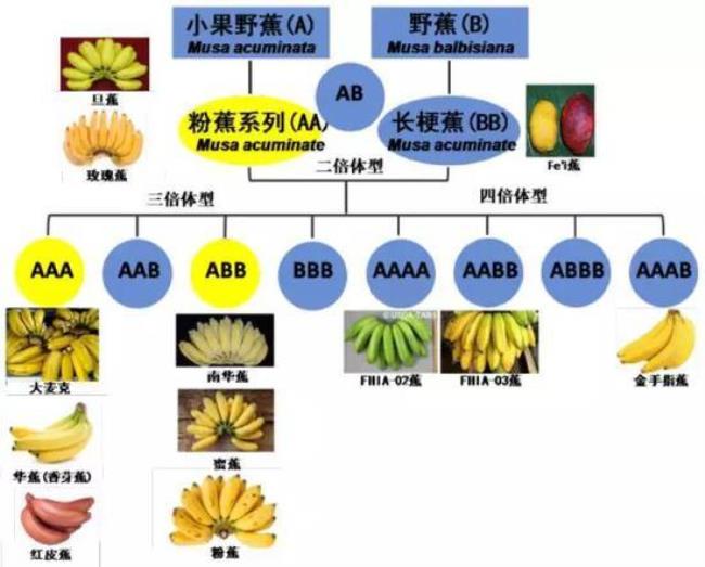 历史集载香蕉是怎样被发现的