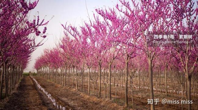 世界上有彩虹色的樱花吗