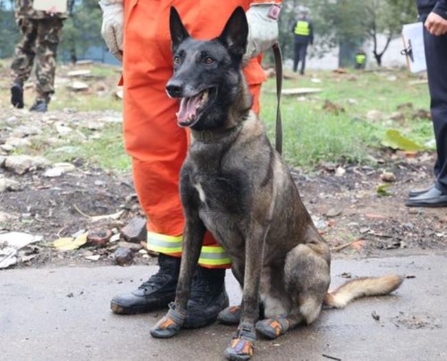 云南消防搜救犬排名