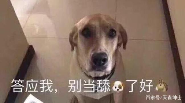 舔狗式爱情是什么