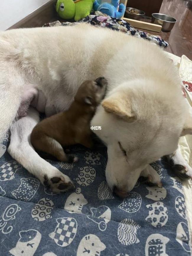 柴犬怀孕多久能看出来