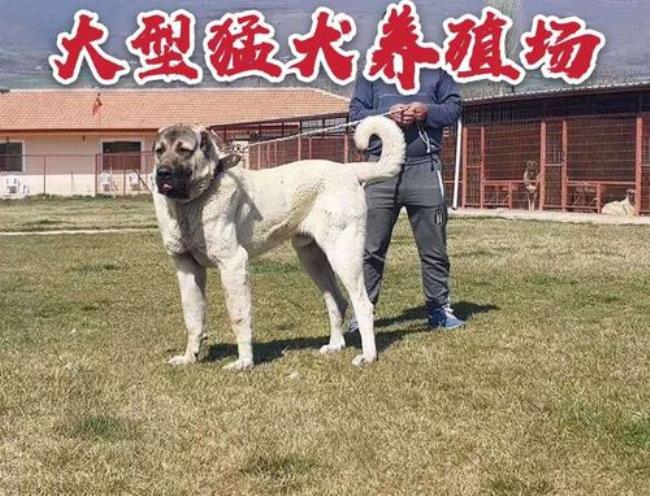 坎高犬的简介