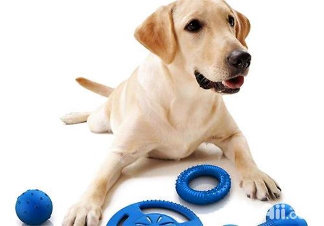 你知道如何给狗狗选择玩具吗