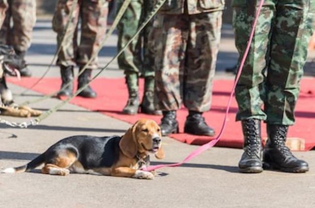 为什么哈士奇不适合做搜救犬