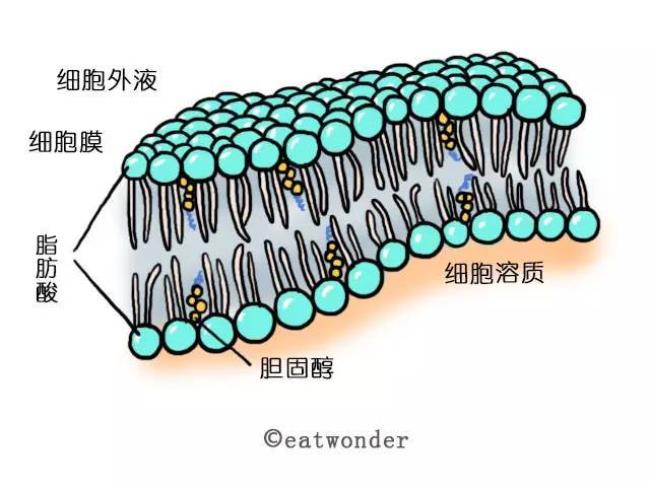 为什么细胞膜称为血影