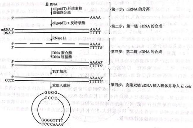 原核生物dna聚合酶组成