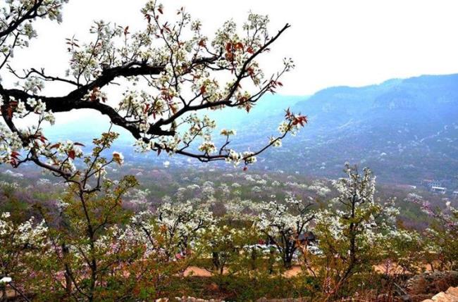 临沂李官茶芽山景区