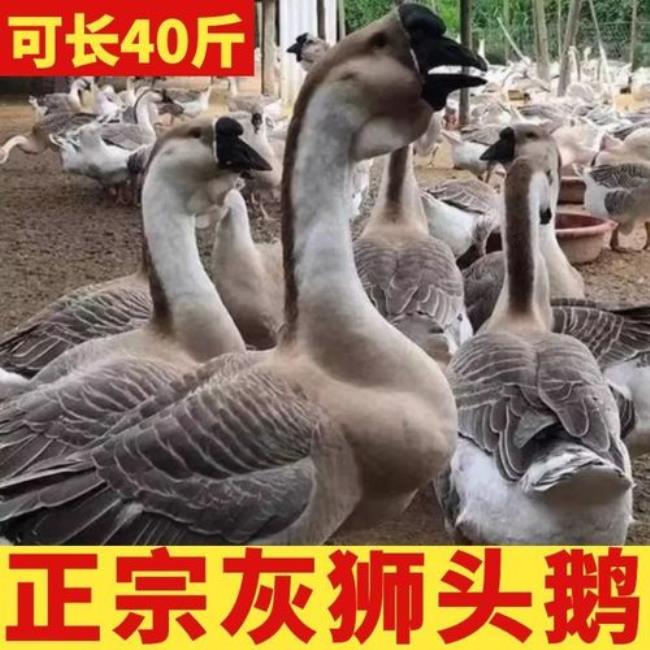 巨型特大狮头鹅60斤