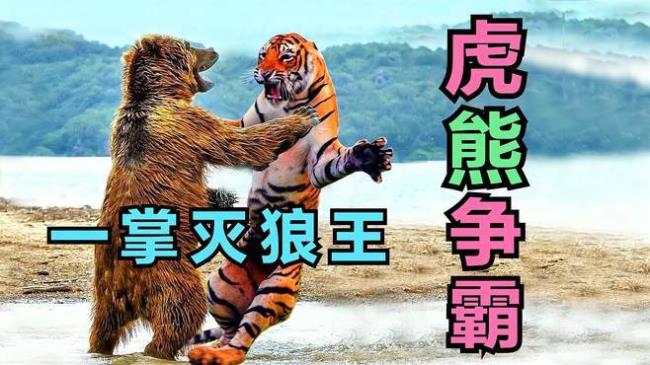 狮子老虎猎豹熊谁伤害