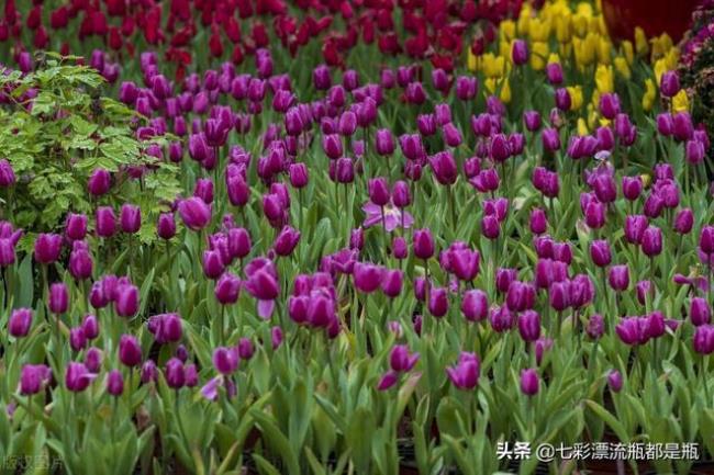 开成花什么意思