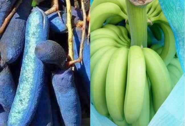 香蕉是果实吗是如何繁殖的