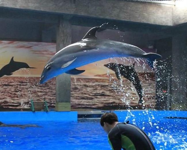 苏州海洋馆有海豚表演吗