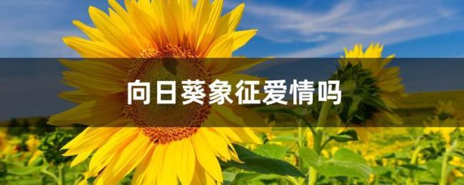 354代表什么爱情意思