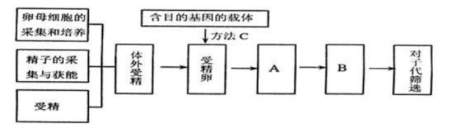 atcug分别是什么碱基