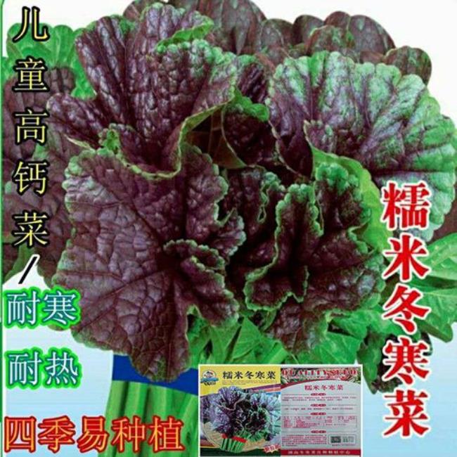 俄罗斯耐寒野菜