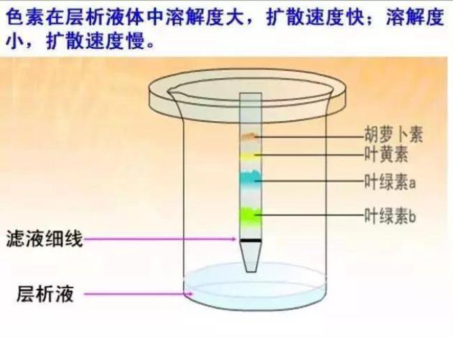 高中生物中的哪个试验是解离的