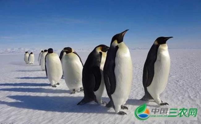 企鹅主要生活环境在哪里