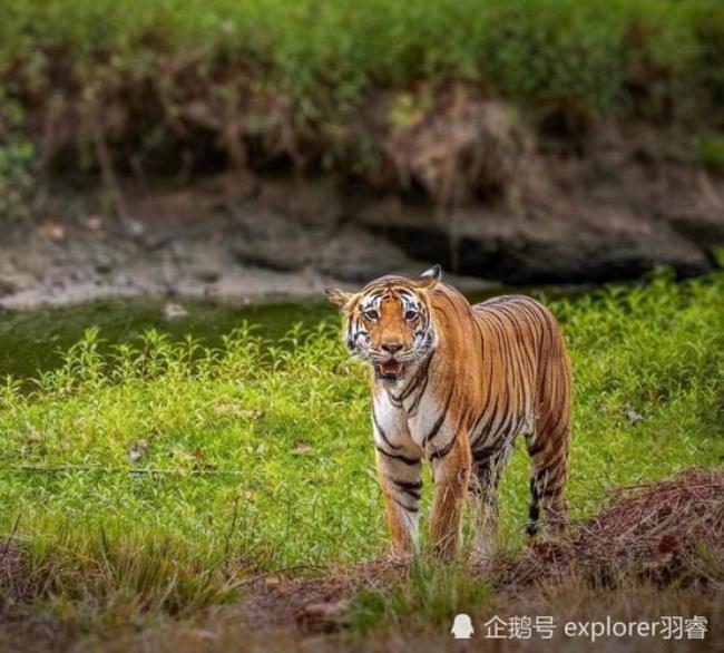 中国有多少只野生的孟加拉虎