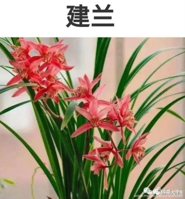 飞鹤兰花是什么品种