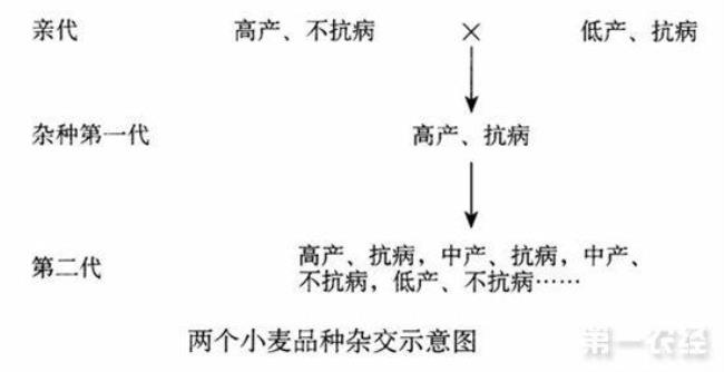 杂交育种为什么从f2开始选种