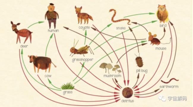 六大生物指哪几种动物