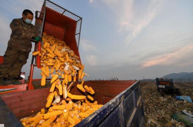 世界十大玉米出口国