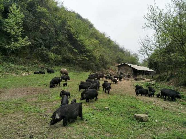 藏香猪肉腌制方法