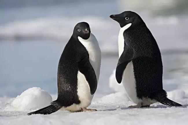 1米高的企鹅是什么企鹅