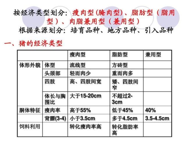 猪的分类单位